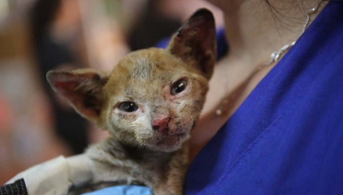 Convenio Permitirá Entregar Atención Médica A Animales Afectados Por ...